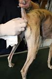 WHIPPET - GLANDES ANALES 021